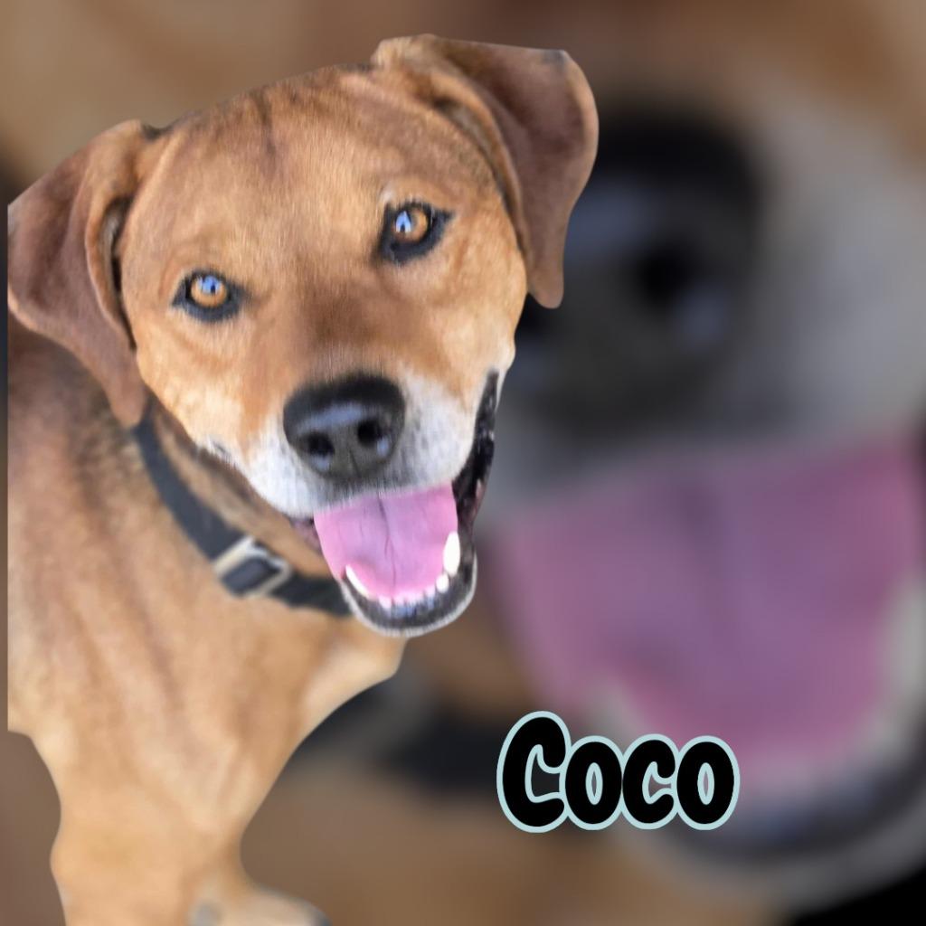 CoCo, a Adopted Hound in Moberly, MO image 2/2