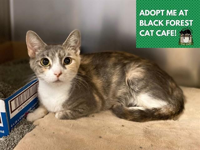 Enlarge VANELLOPE, a Adoptable Domestic Short Hair in Fort Wayne, IN image 1/1