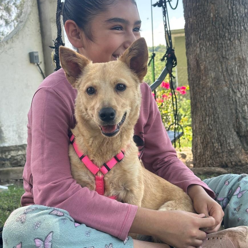 Enlarge Foxy, a ADOPTABLE mixed breed in Sherwood, OR image 2/6