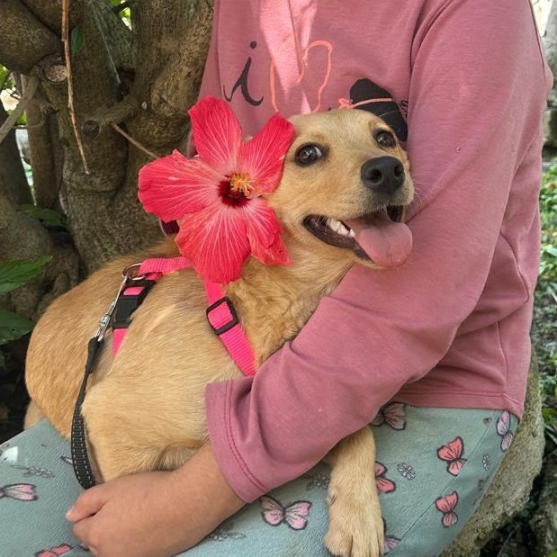 Enlarge Foxy, a ADOPTABLE mixed breed in Sherwood, OR image 1/6