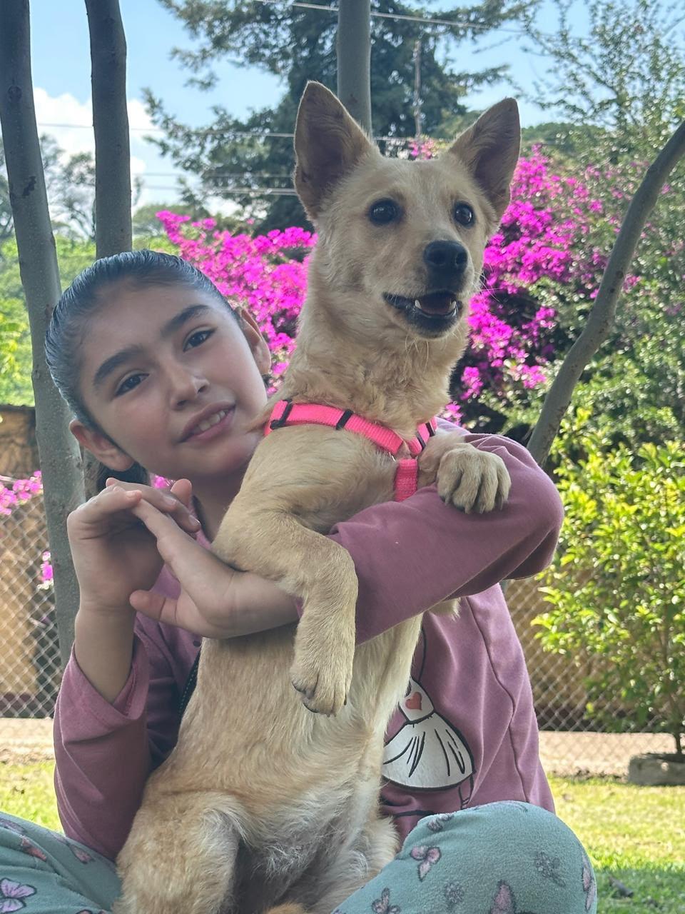 Enlarge Foxy, a ADOPTABLE mixed breed in Sherwood, OR image 3/6