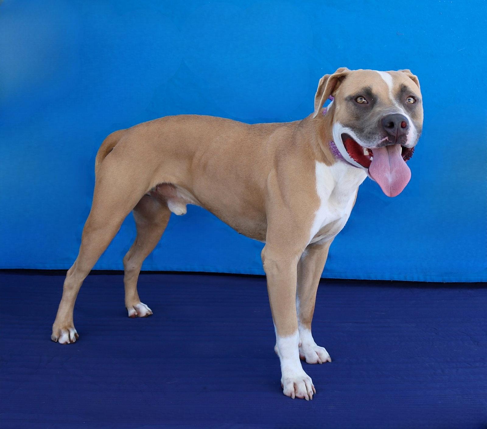 CHICO, Adoptable, Young Male Pit Bull Terrier.