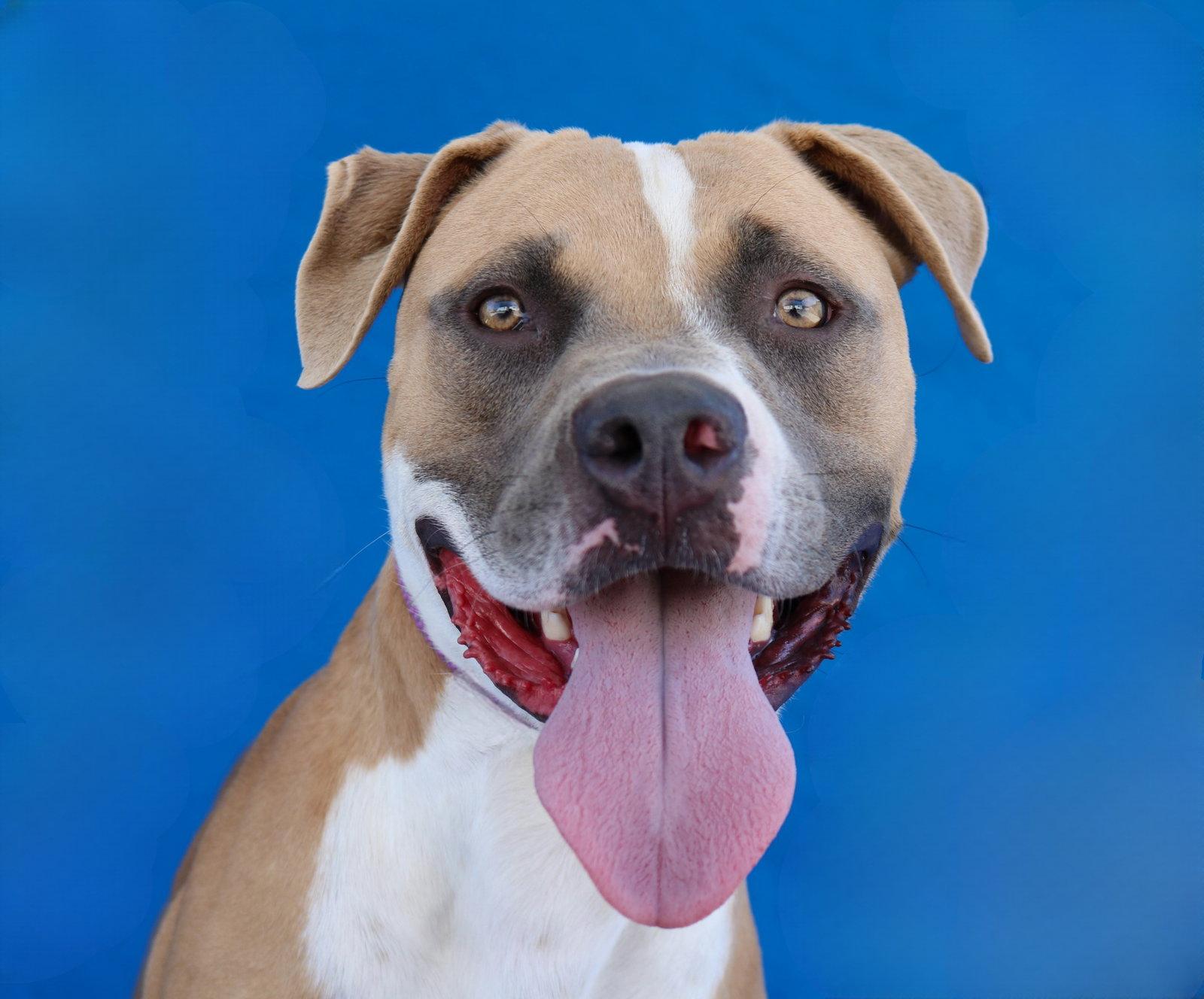 Enlarge CHICO, a Adoptable Pit Bull Terrier in Pasadena, CA image 2/2