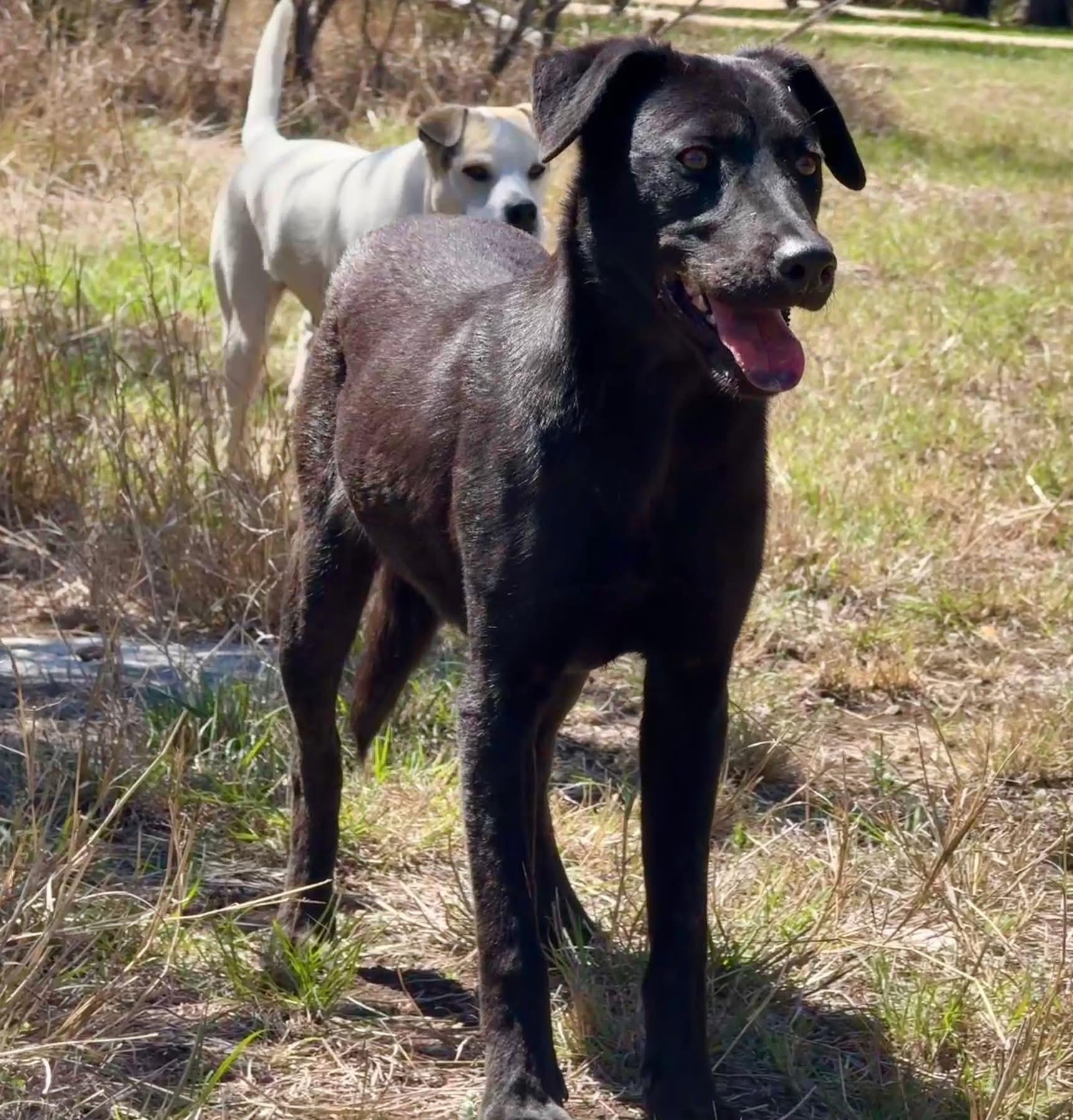 Boomer, a Adoptable mixed breed in San Antonio, TX image 5/6
