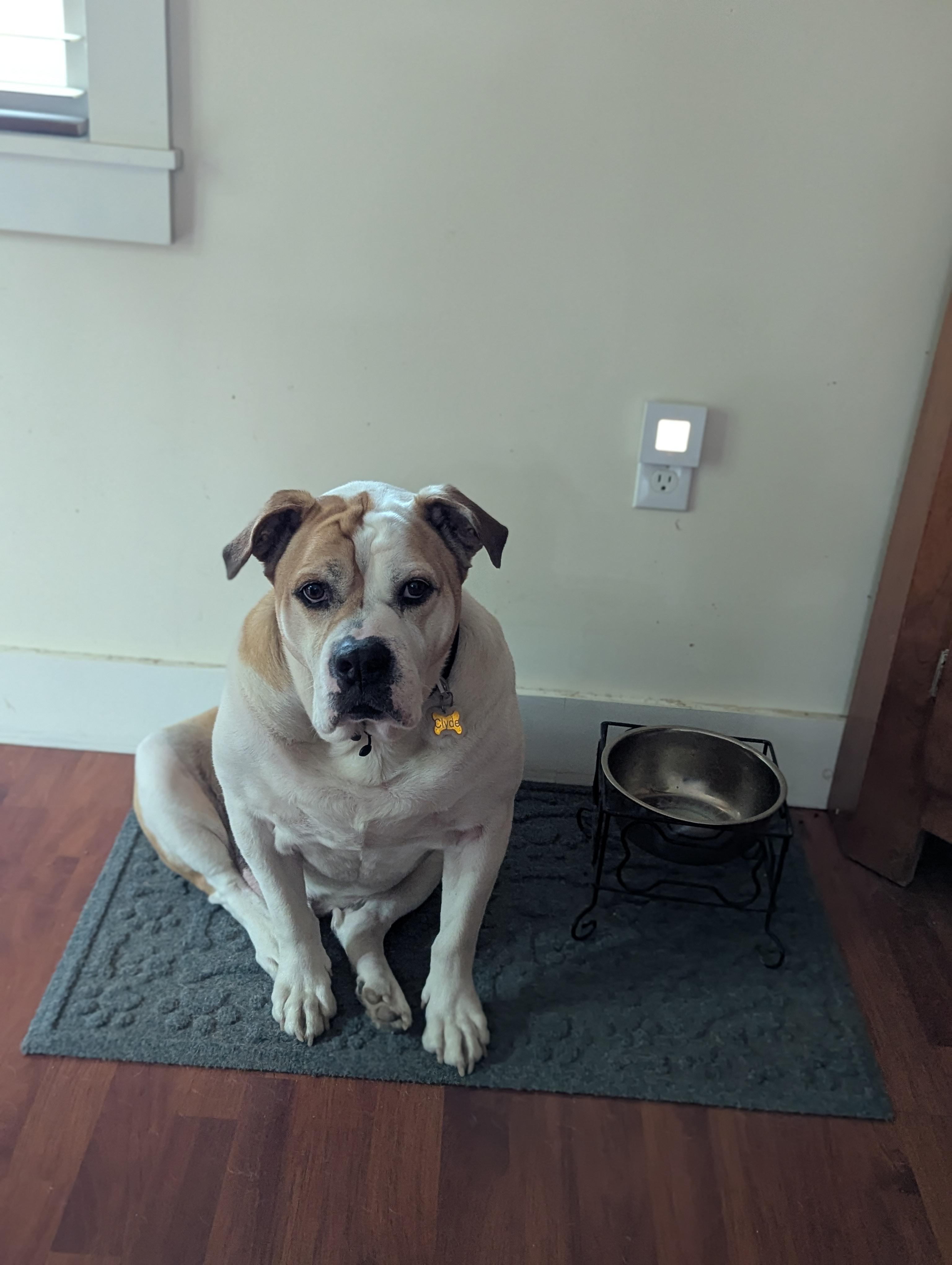 Clyde, Adult Male English Bulldog