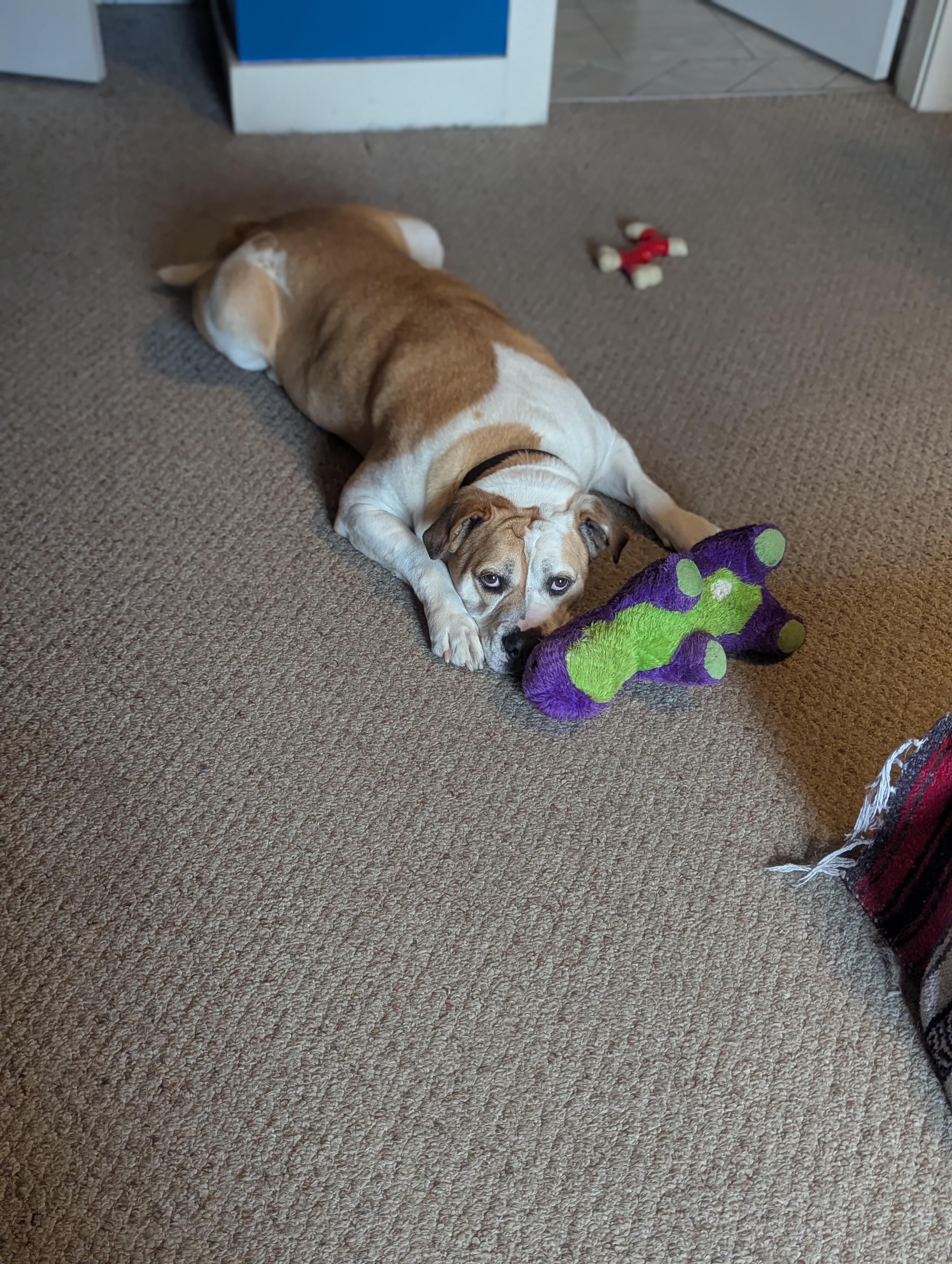 Clyde photo 3
