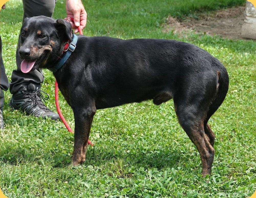 Enlarge Pegasus, a ADOPTABLE mixed breed in Millfield, OH image 2/2