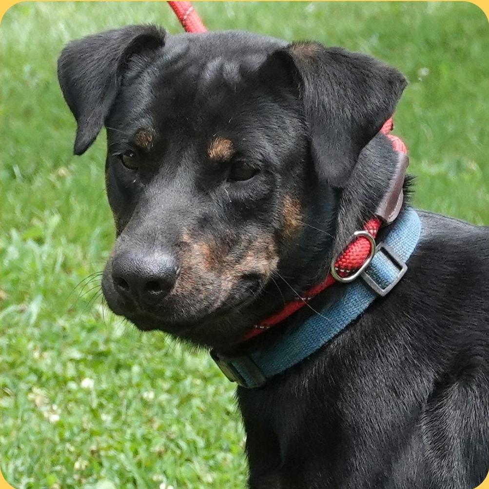 Pegasus, ADOPTABLE, Adult Male Shepherd.