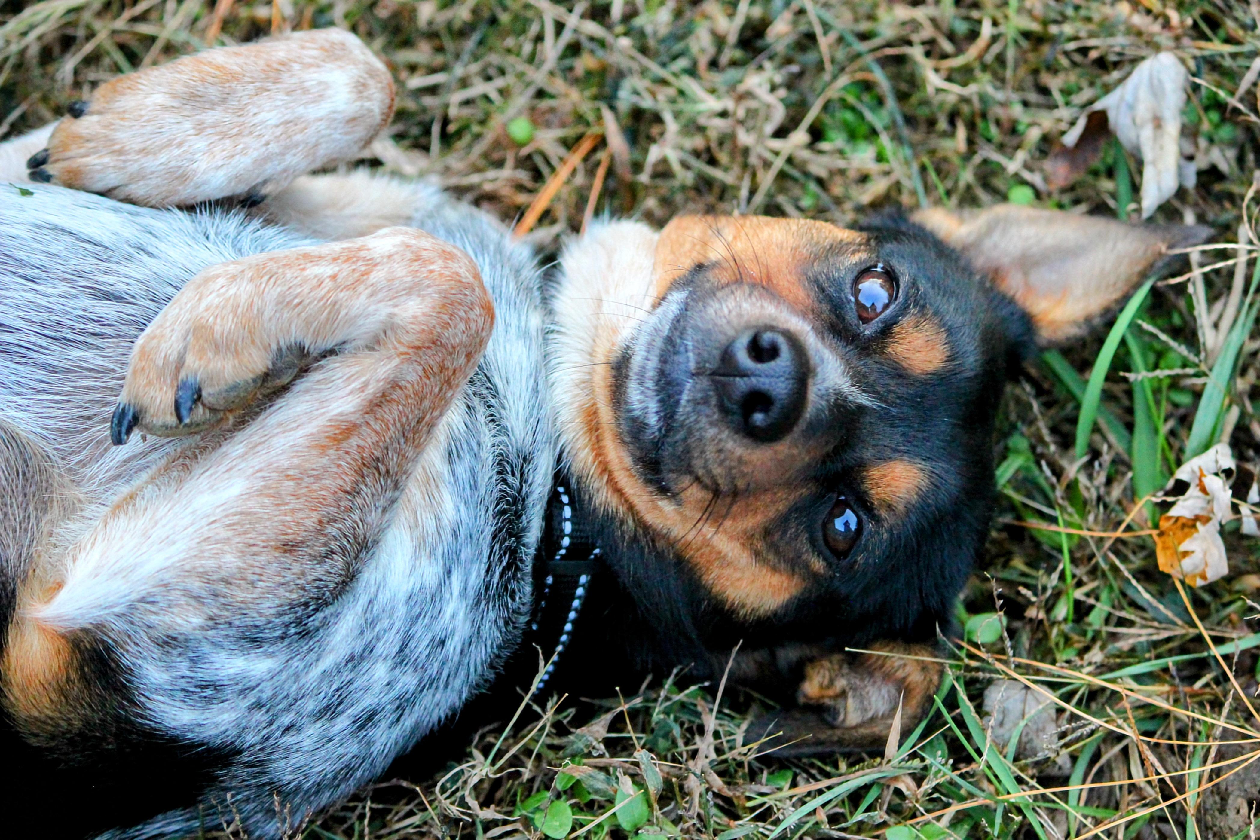 Vi, a Adoptable Mixed Breed in Spring hill, TN image 4/4