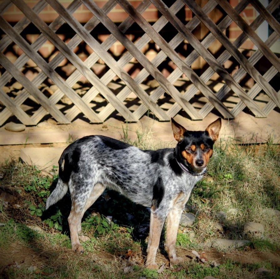 Vi, a Adoptable Mixed Breed in Spring hill, TN image 1/4