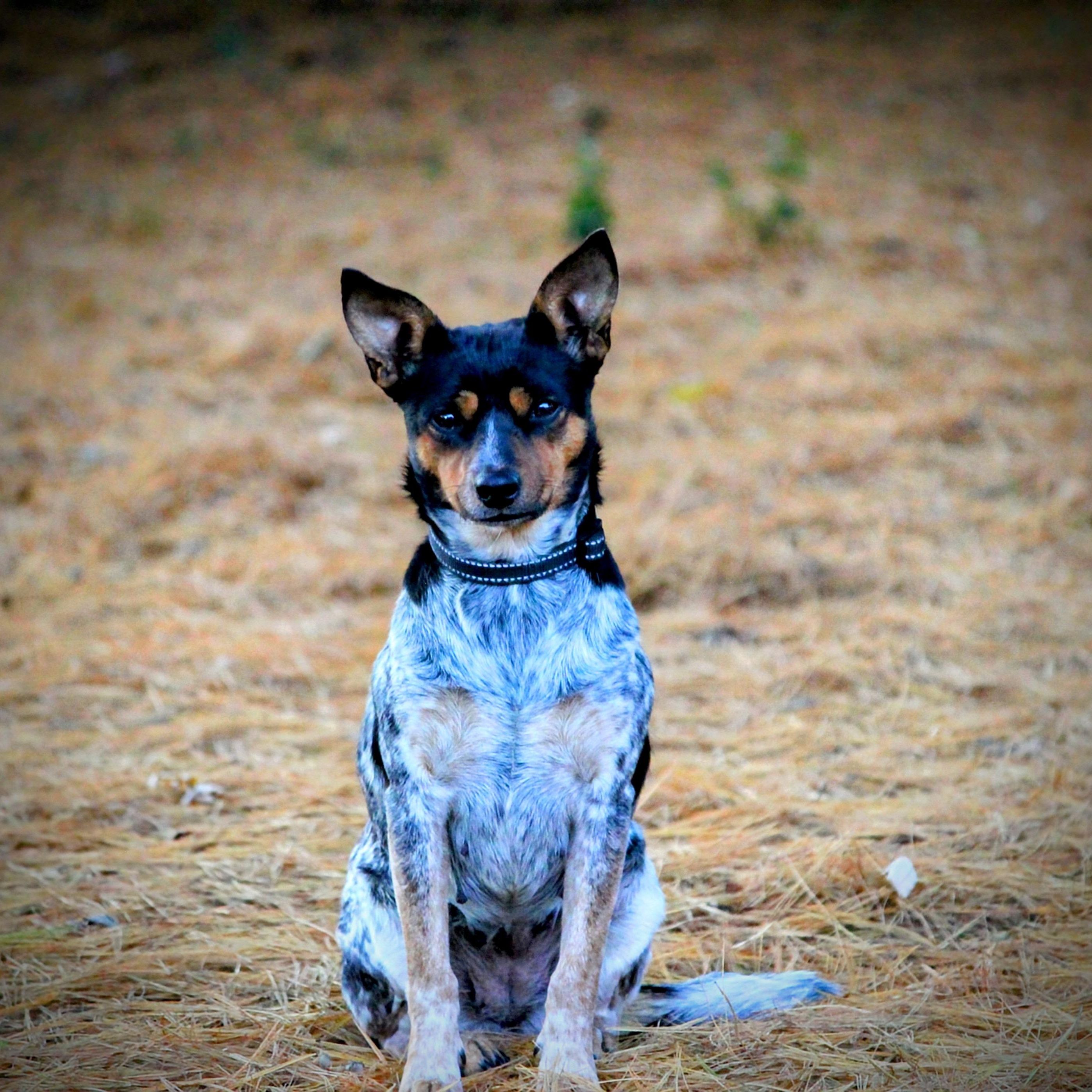 Vi, a Adoptable Mixed Breed in Spring hill, TN image 4/4