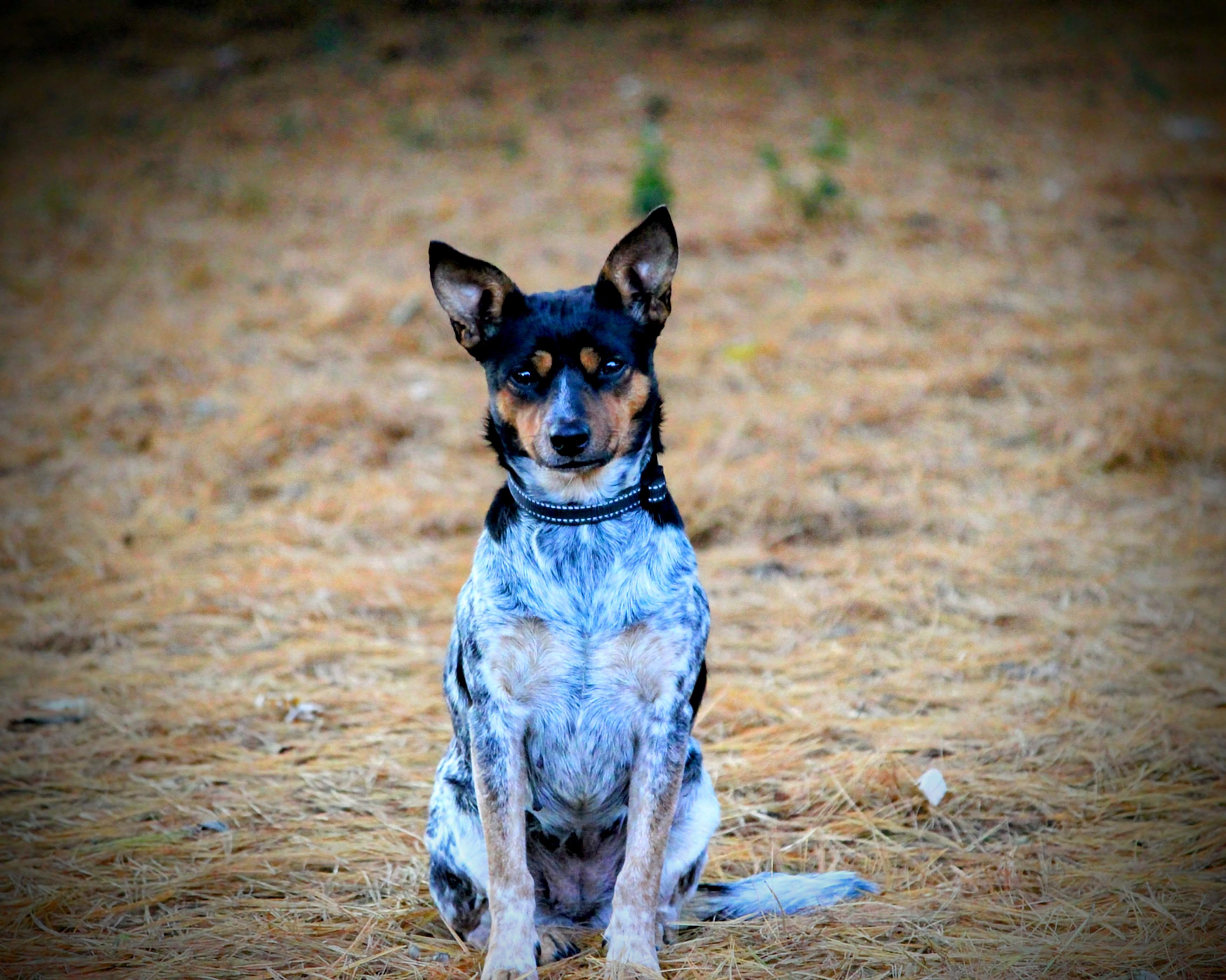 Vi, a Adoptable Mixed Breed in Spring hill, TN image 3/4