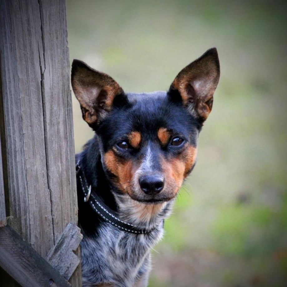 Vi, a Adoptable Mixed Breed in Spring hill, TN image 2/4
