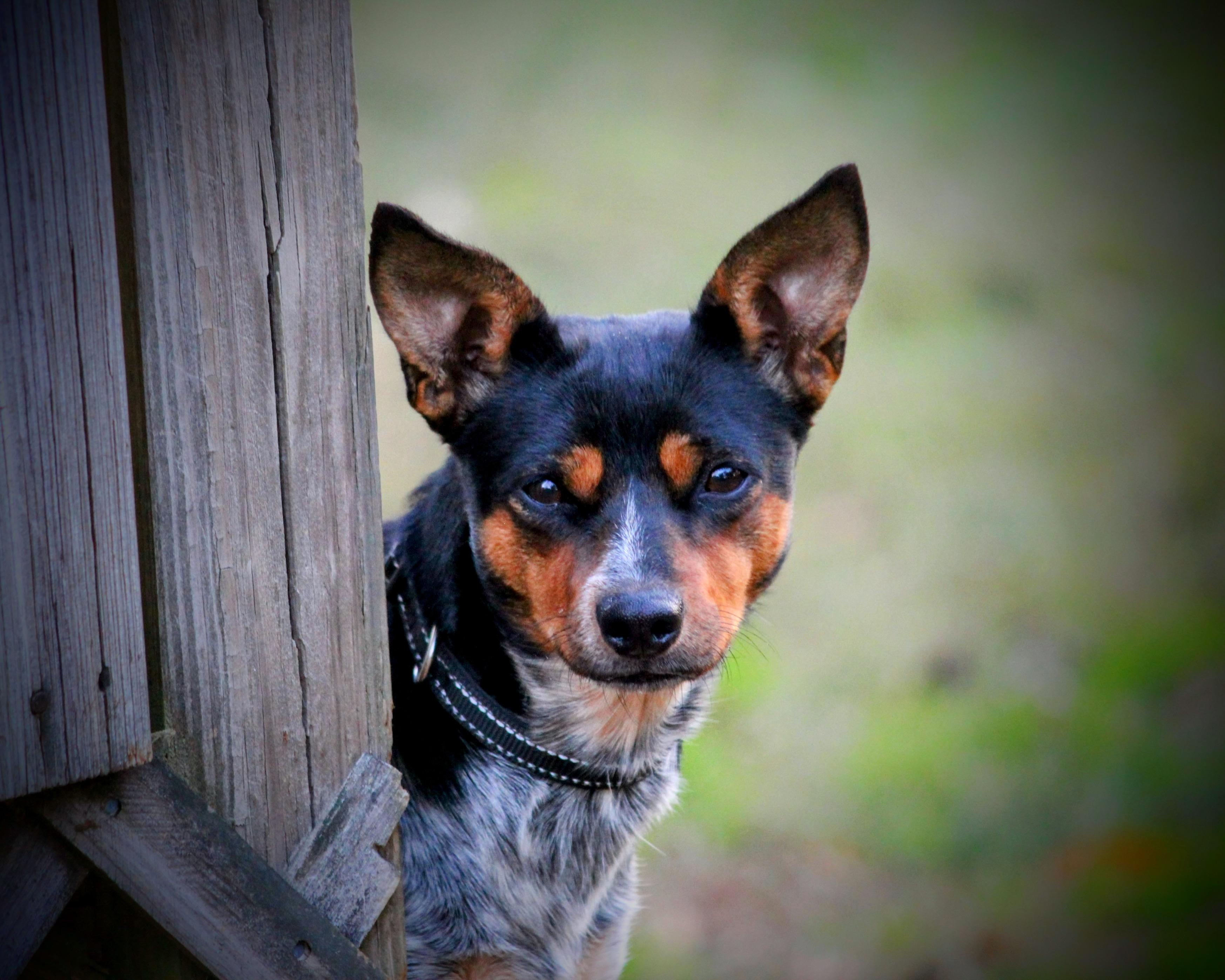 Vi, Adoptable, Adult Female Mixed Breed.