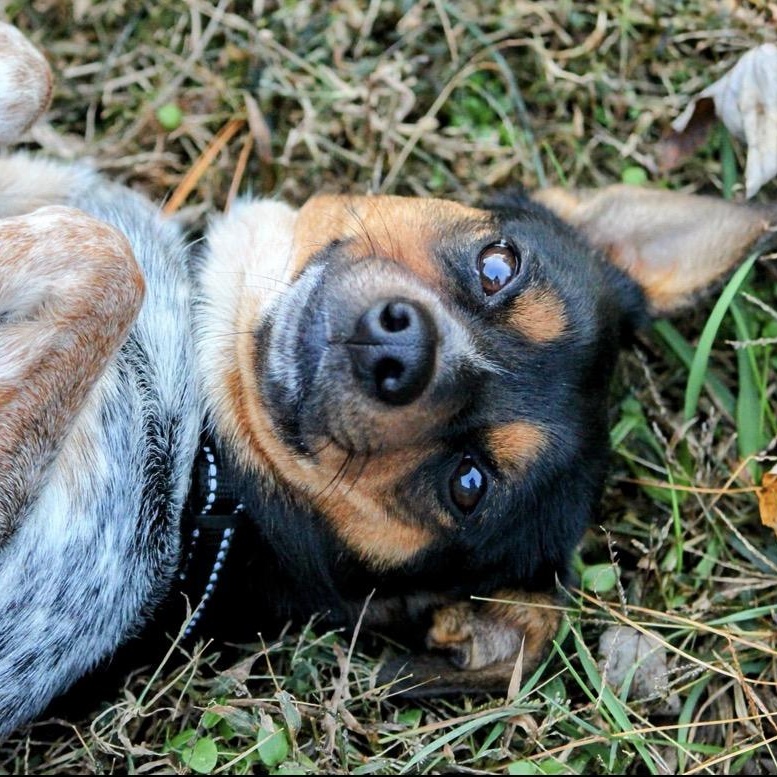 Vi, a Adoptable Mixed Breed in Spring hill, TN image 3/4