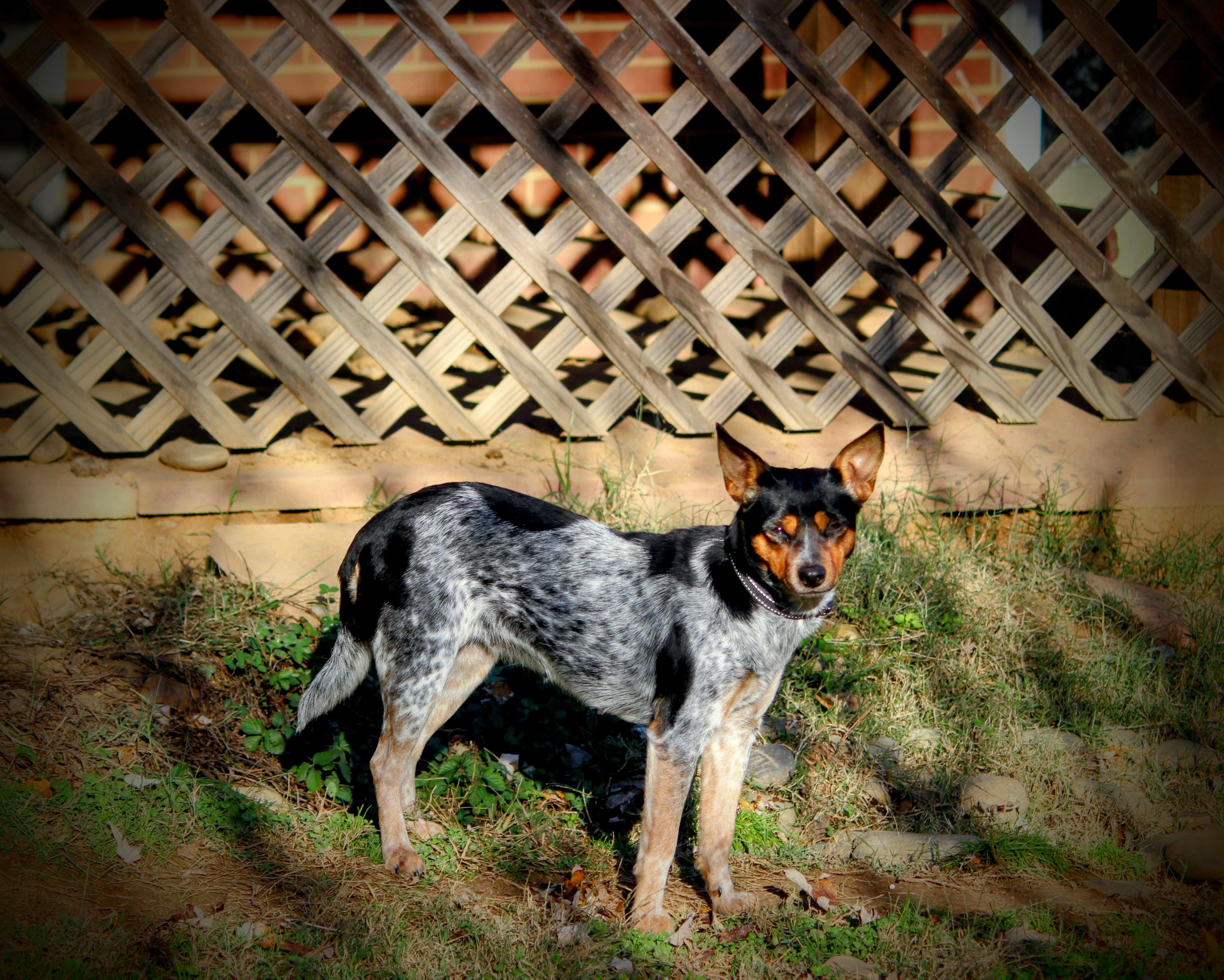 Vi, a Adoptable Mixed Breed in Spring hill, TN image 2/4