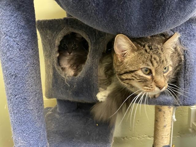 Honeybear & Tartlette, adopted, Adult Female Domestic Long Hair.