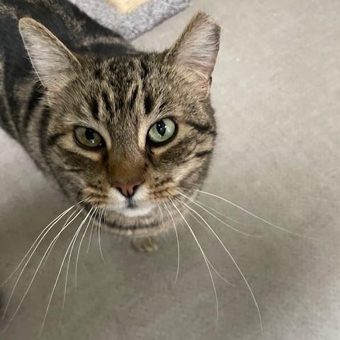 Enlarge Honeybear & Tartlette, an adopted Domestic Long Hair in Grass Valley, CA image 2/2