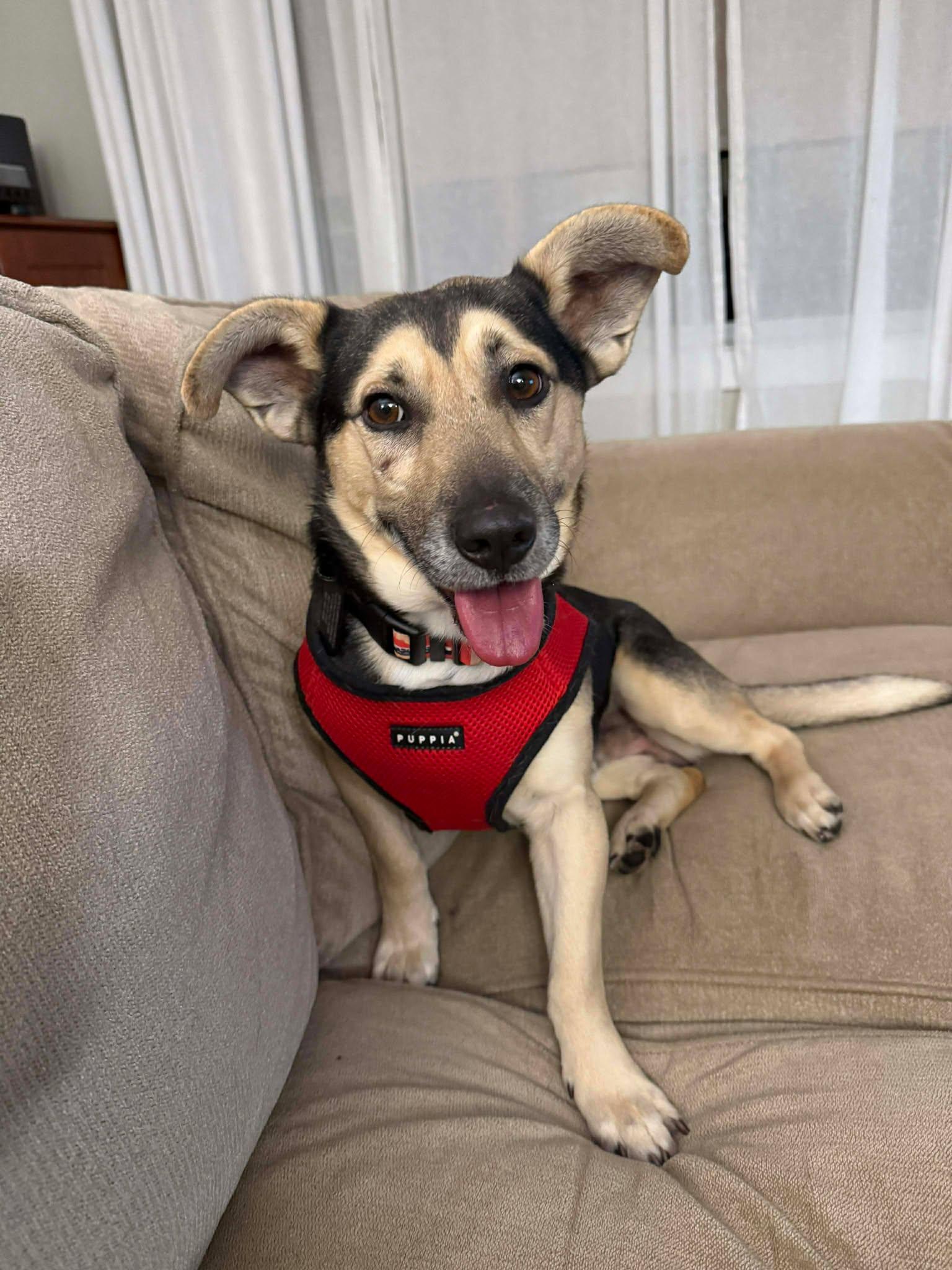 Dutton, Adopted, Young Male Mixed Breed.