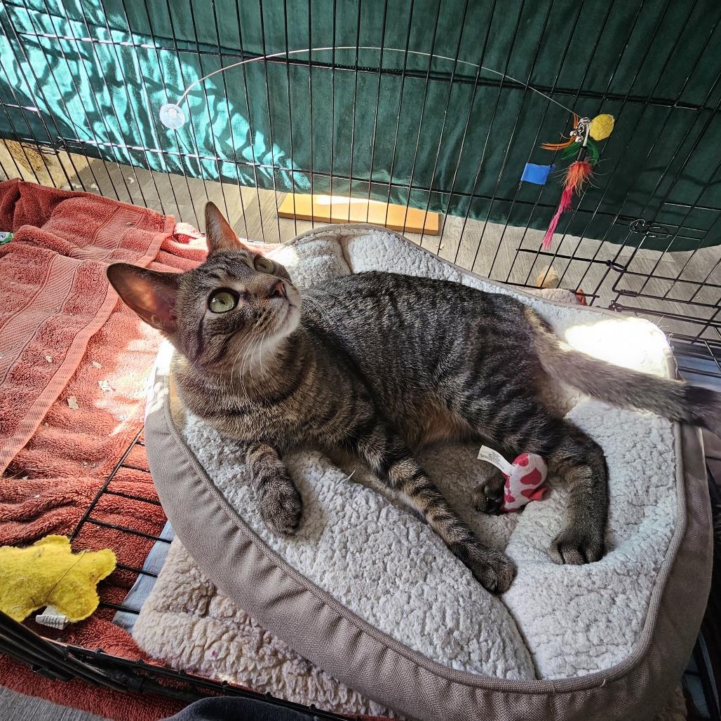 Buffalo (Formally Quartz) 21-057, a Adoptable Domestic Short Hair in Little Rock, AR image 1/6