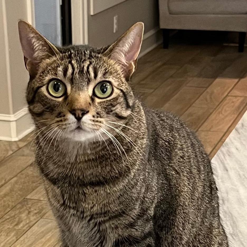 Buffalo (Formally Quartz) 21-057, a Adoptable Domestic Short Hair in Little Rock, AR image 2/6