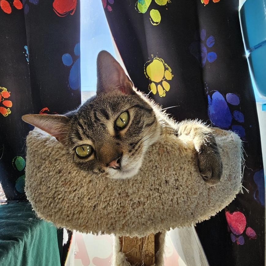 Buffalo (Formally Quartz) 21-057, a Adoptable Domestic Short Hair in Little Rock, AR image 3/6