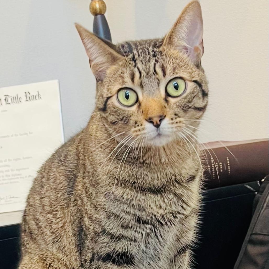 Buffalo (Formally Quartz) 21-057, a Adoptable Domestic Short Hair in Little Rock, AR image 4/6