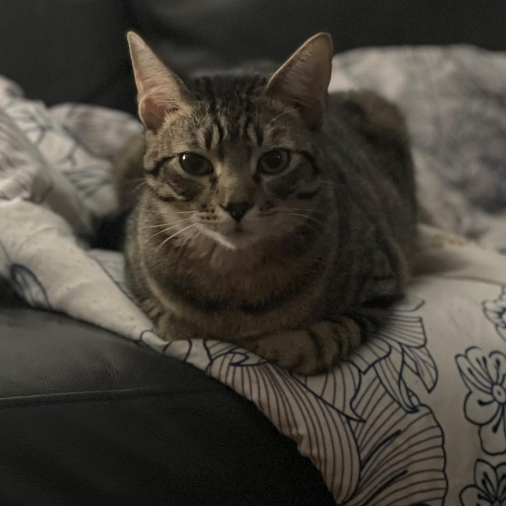 Buffalo (Formally Quartz) 21-057, a Adoptable Domestic Short Hair in Little Rock, AR image 5/6