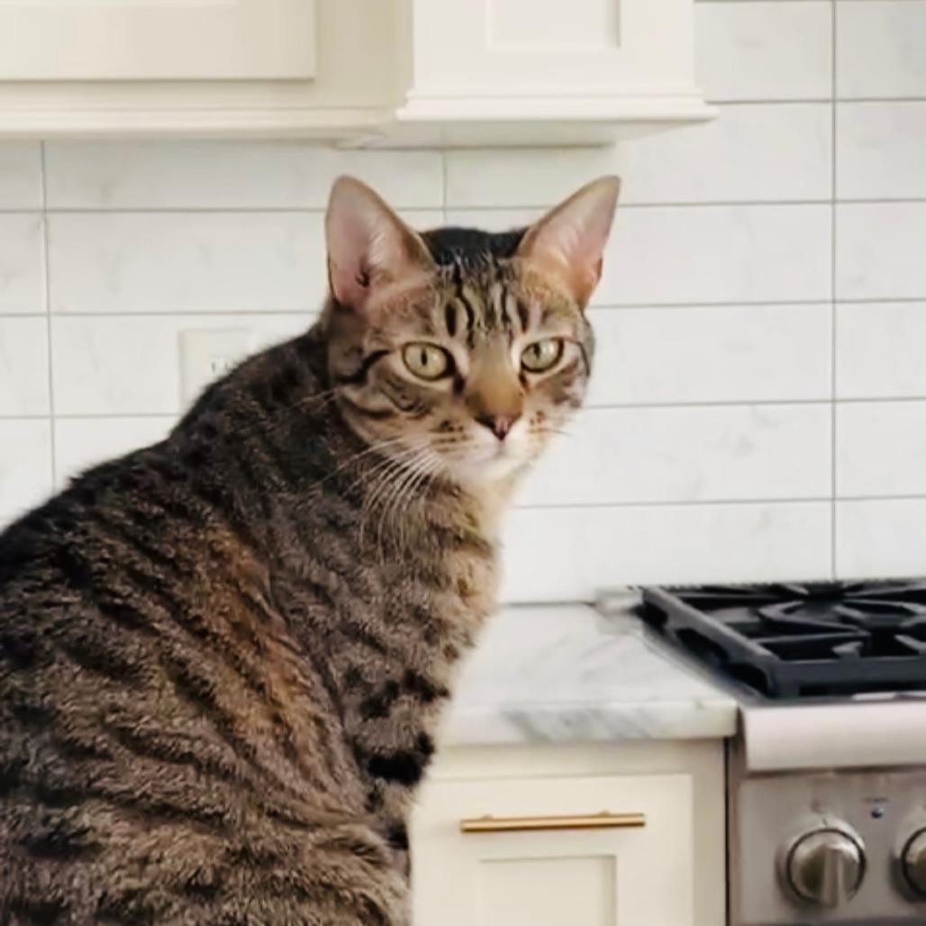 Buffalo (Formally Quartz) 21-057, a Adoptable Domestic Short Hair in Little Rock, AR image 6/6