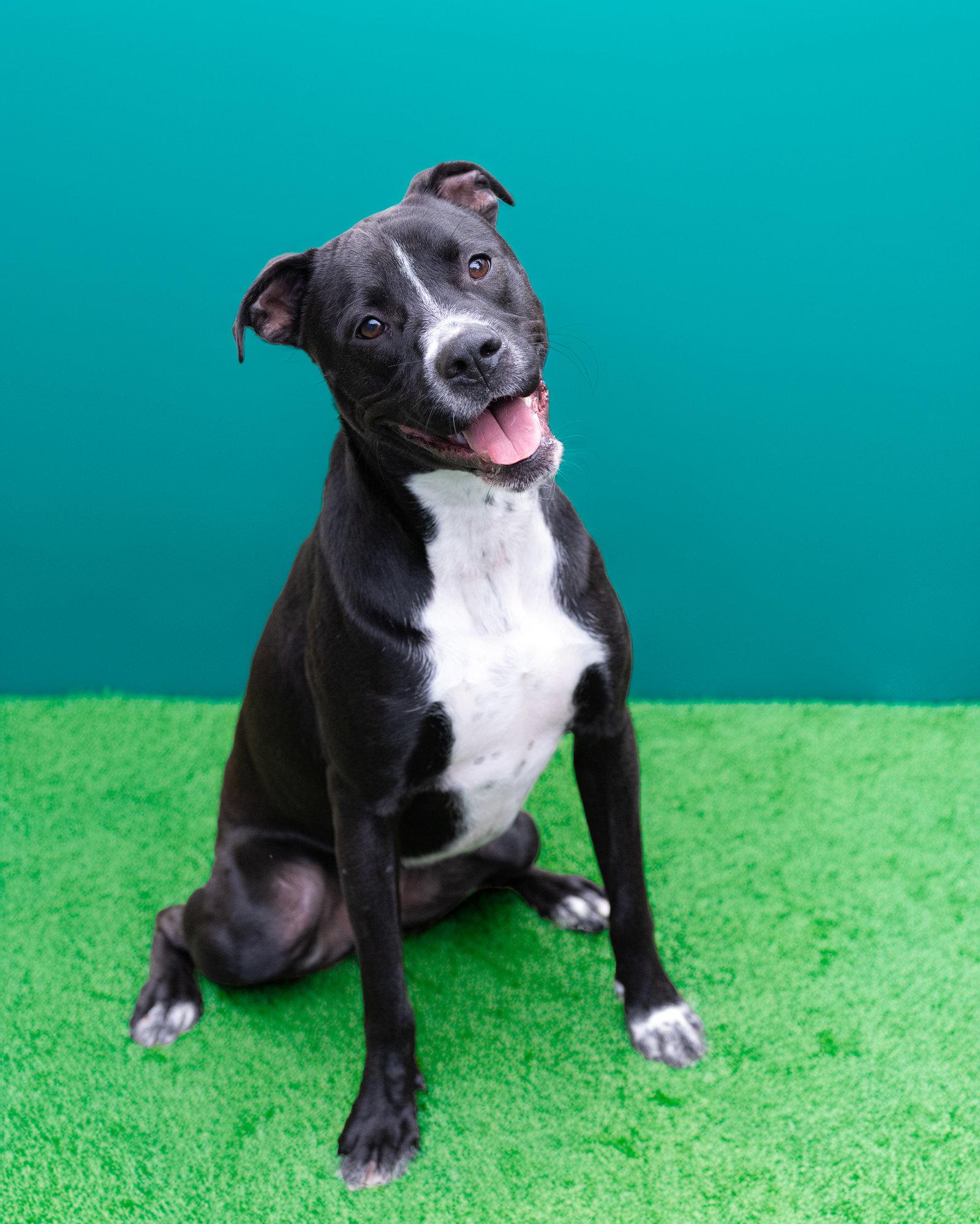 WIGGLEBUMS, Adoptable, Puppy Male Labrador Retriever & Terrier.