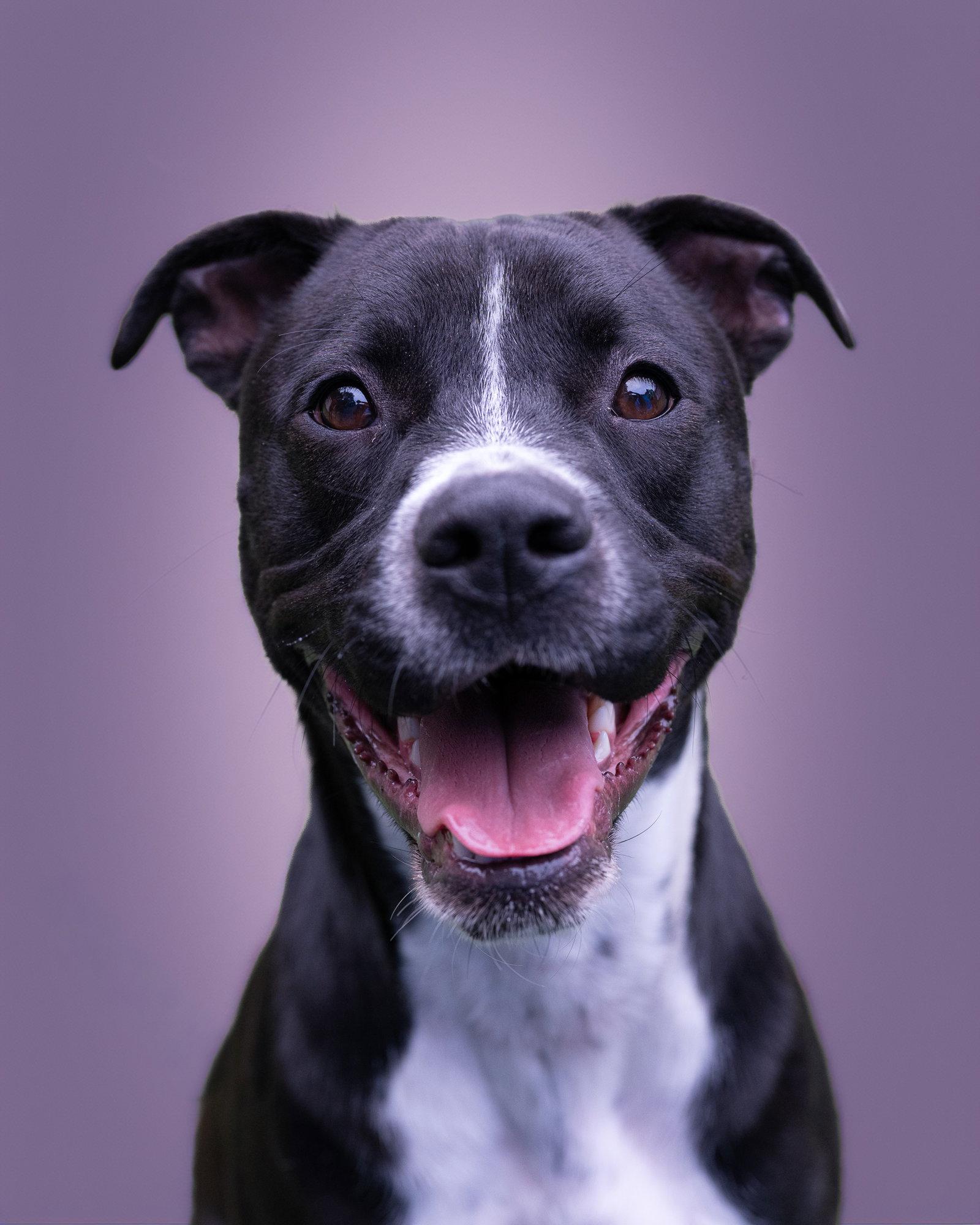 Enlarge WIGGLEBUMS, a Adoptable mixed breed in Holbrook, NY image 3/3