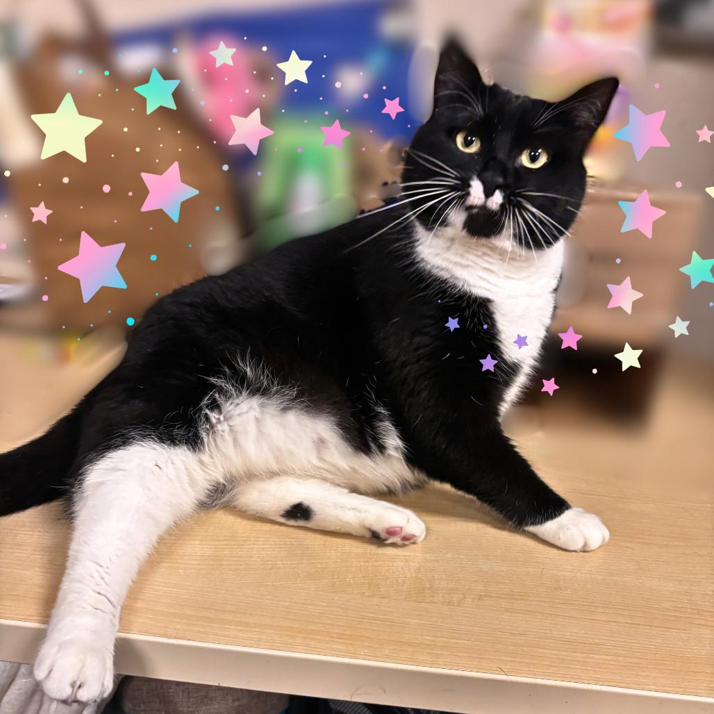 Pai Pai, Adoptable, Adult Female Domestic Short Hair.