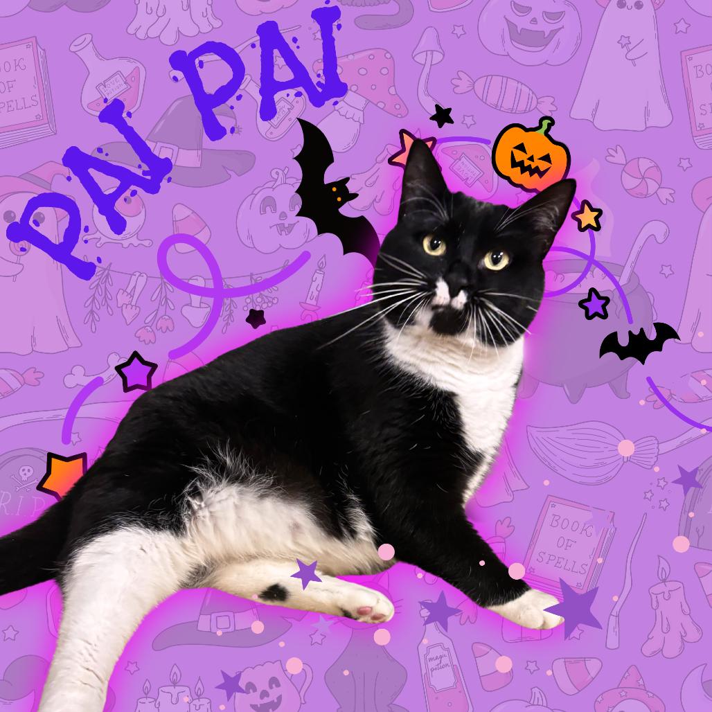 Enlarge Pai Pai, a Adoptable Domestic Short Hair in Tempe, AZ image 2/6