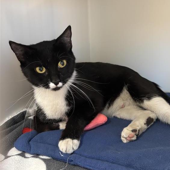Enlarge Pai Pai, a Adoptable Domestic Short Hair in Tempe, AZ image 3/6