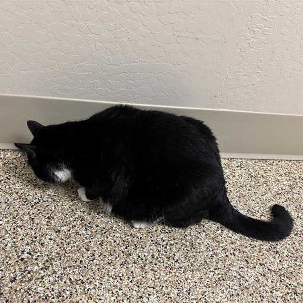 Enlarge Pai Pai, a Adoptable Domestic Short Hair in Tempe, AZ image 4/6