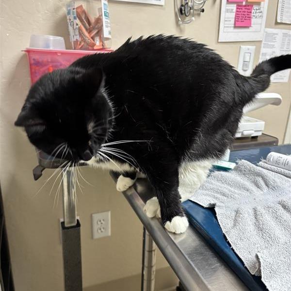 Enlarge Pai Pai, a Adoptable Domestic Short Hair in Tempe, AZ image 5/6