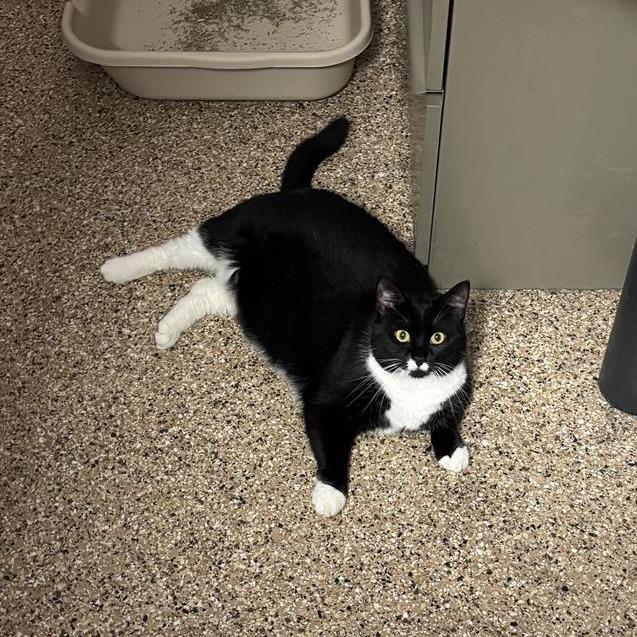 Enlarge Pai Pai, a Adoptable Domestic Short Hair in Tempe, AZ image 6/6