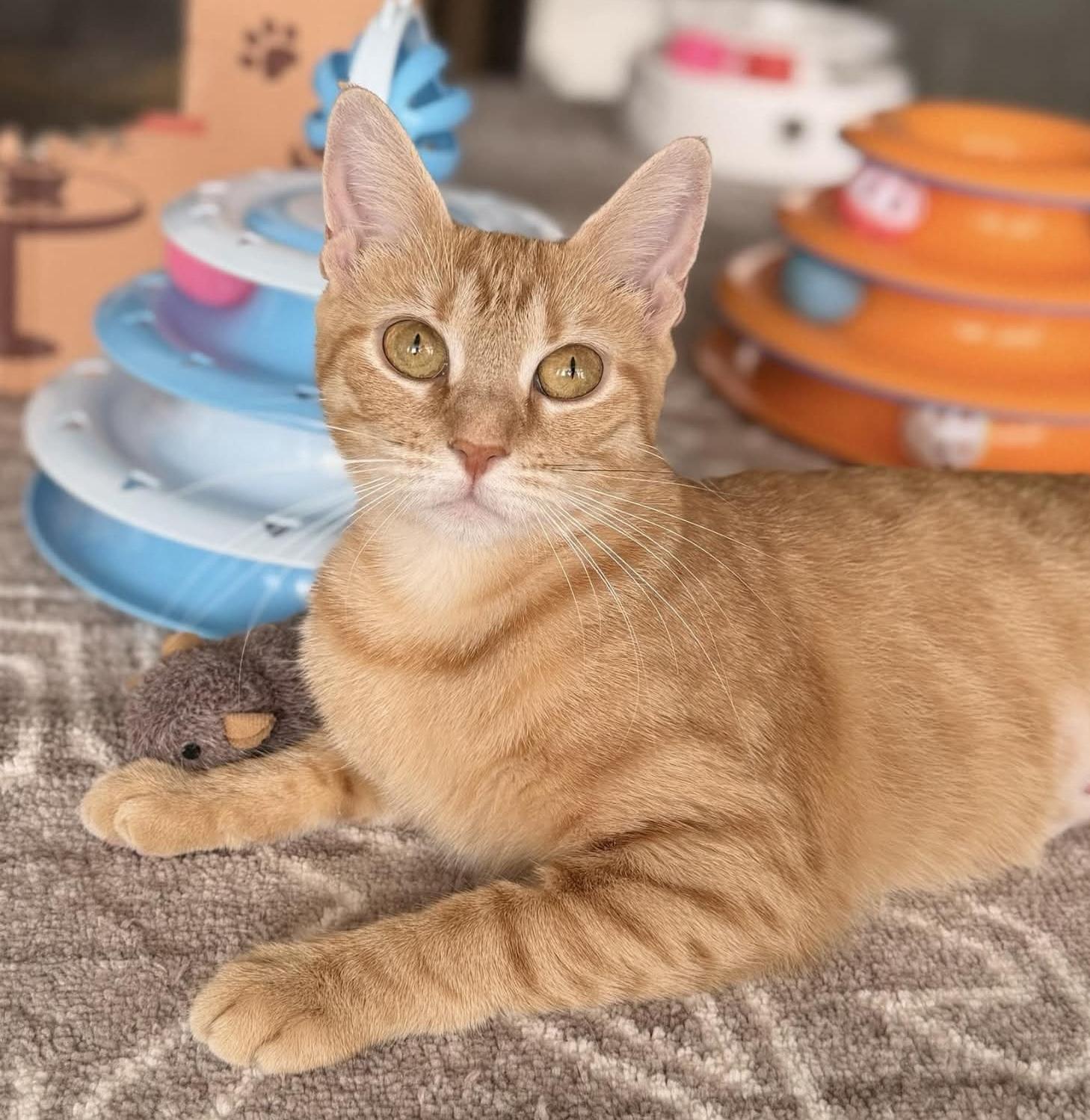 Enlarge Sunny, a Adoptable Domestic Short Hair in Warwick, RI image 4/5