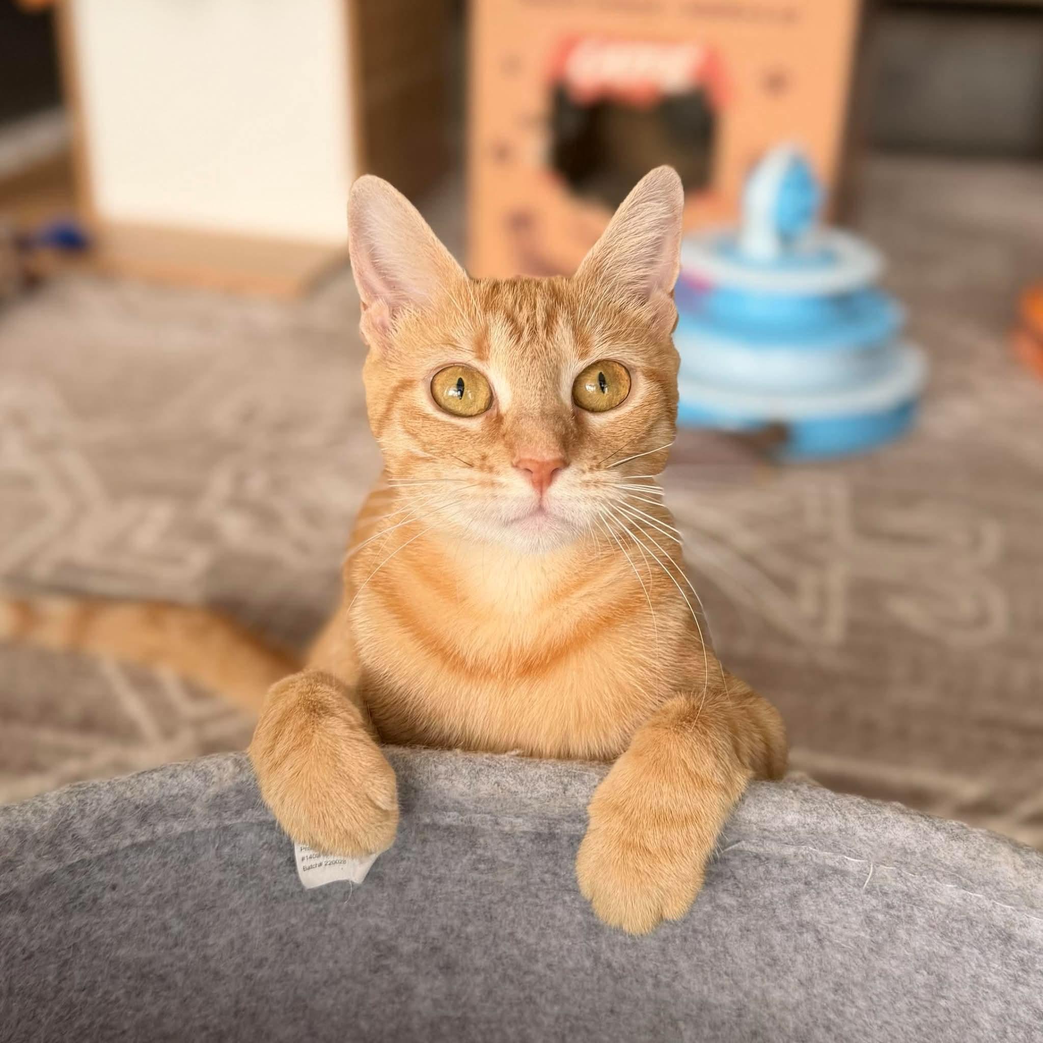 Enlarge Sunny, a Adoptable Domestic Short Hair in Warwick, RI image 2/5