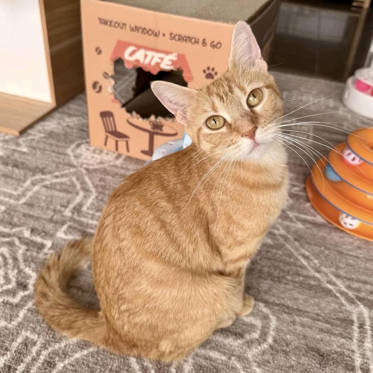 Enlarge Sunny, a Adoptable Domestic Short Hair in Warwick, RI image 3/5