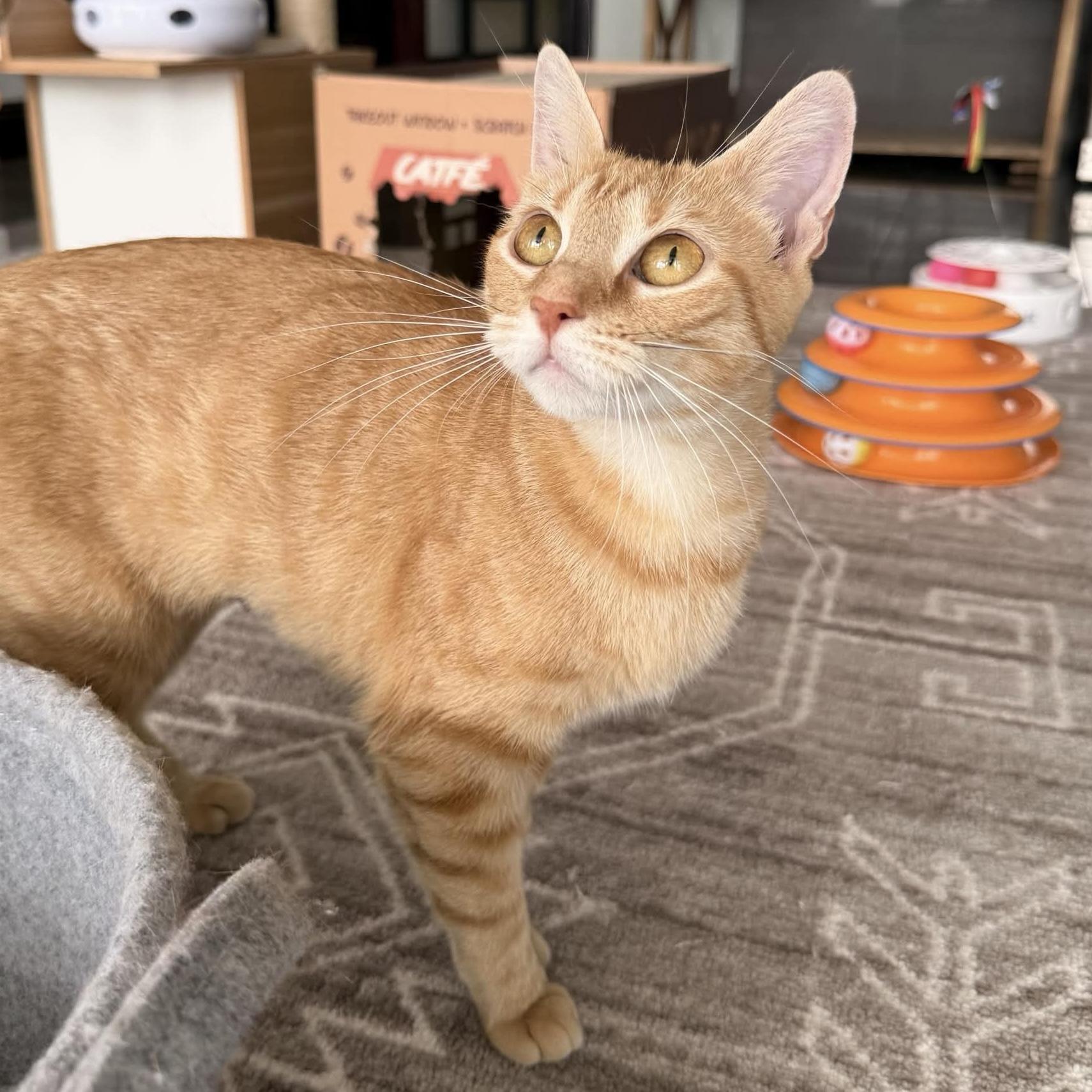 Enlarge Sunny, a Adoptable Domestic Short Hair in Warwick, RI image 5/5