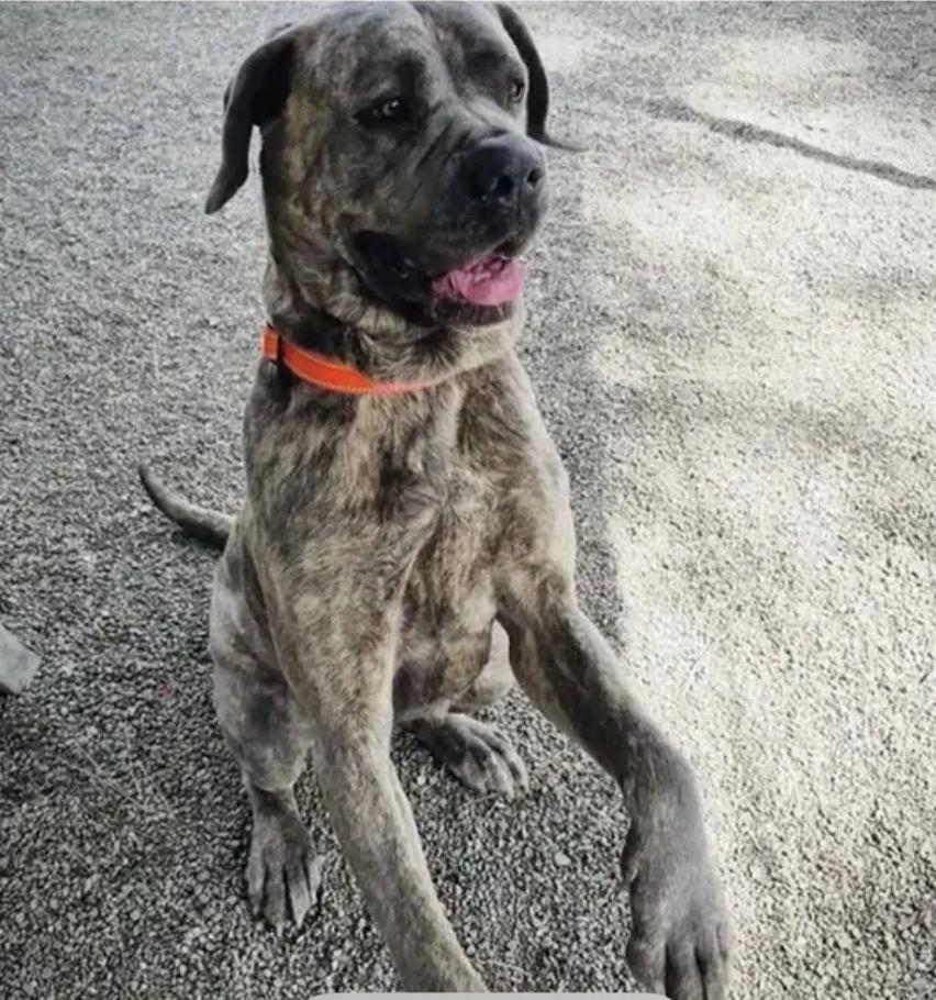 Enlarge Bingo, a ADOPTABLE mixed breed in Davis, CA image 6/6