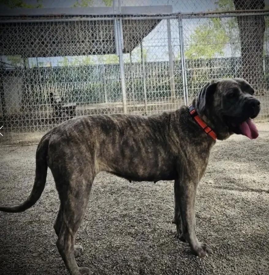 Enlarge Bingo, a ADOPTABLE mixed breed in Davis, CA image 4/6