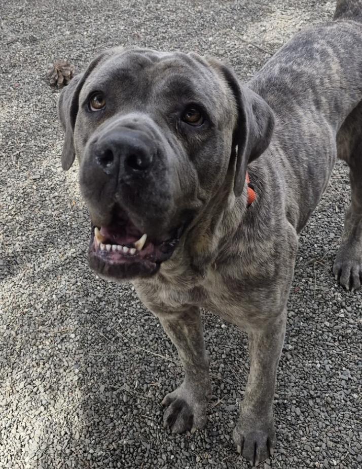 Enlarge Bingo, a ADOPTABLE mixed breed in Davis, CA image 2/6