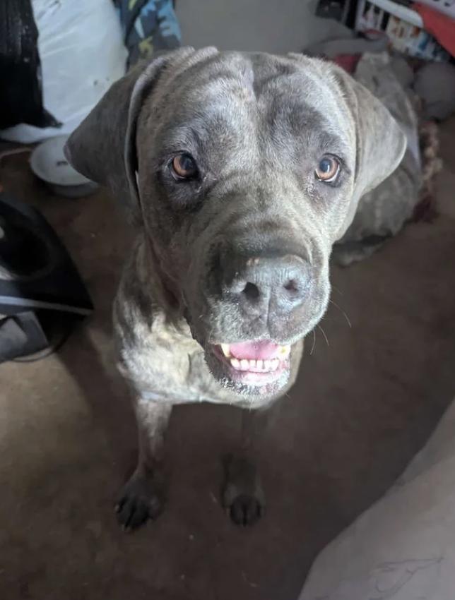 Enlarge Bingo, a ADOPTABLE mixed breed in Davis, CA image 5/6