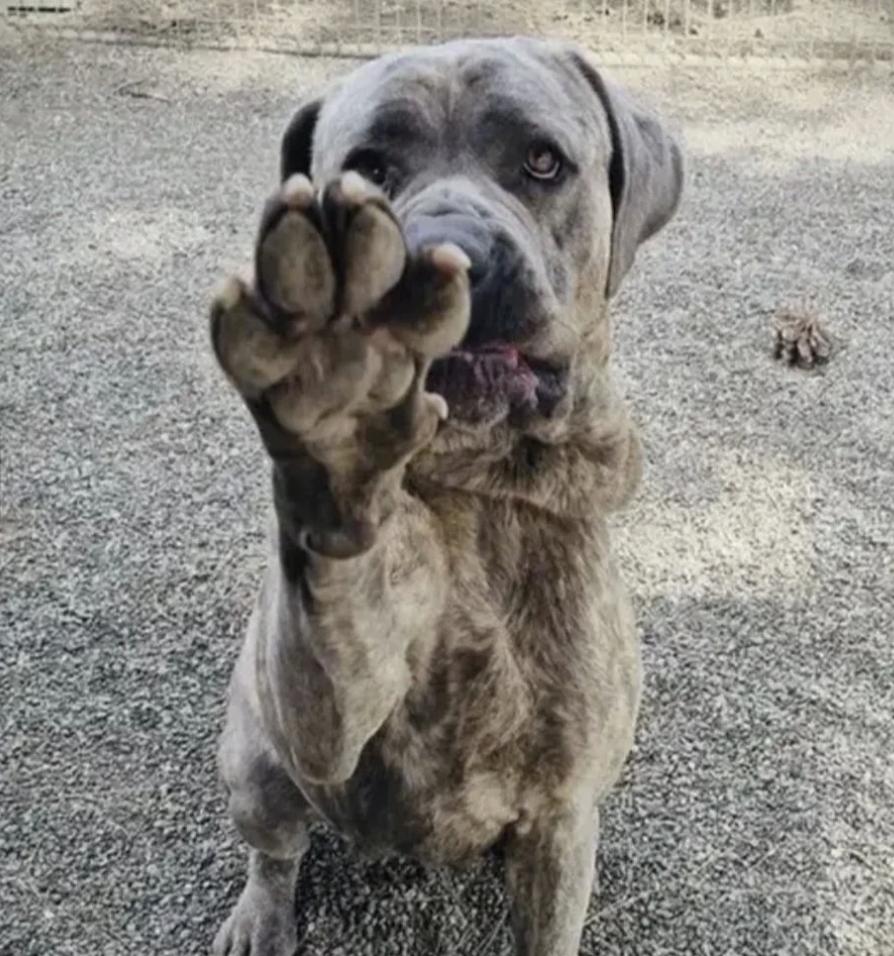 Bingo, ADOPTABLE, Young Female Cane Corso & Mastiff.