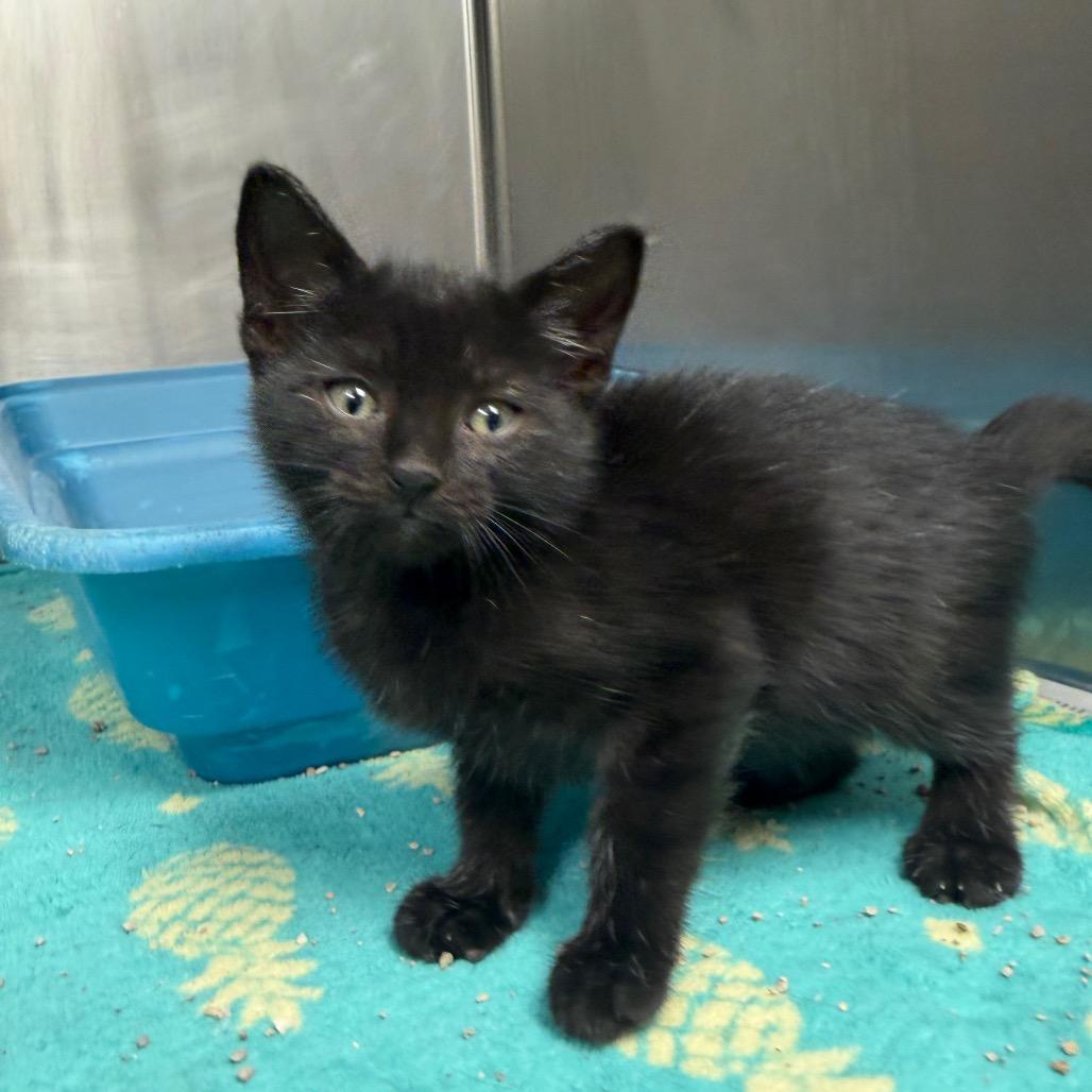 Wanda, a Adoptable Domestic Short Hair in Bryan, TX image 1/4
