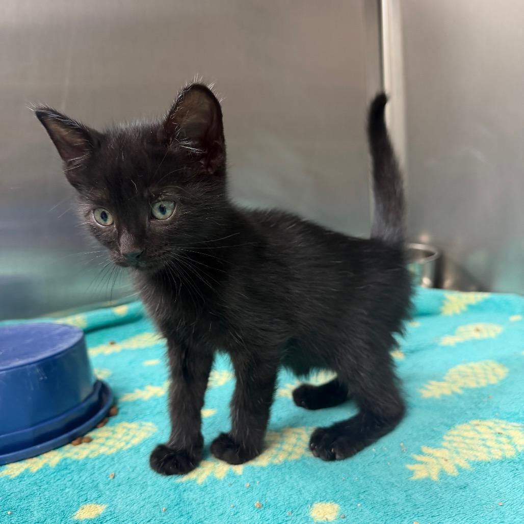 Wanda, a Adoptable Domestic Short Hair in Bryan, TX image 2/4