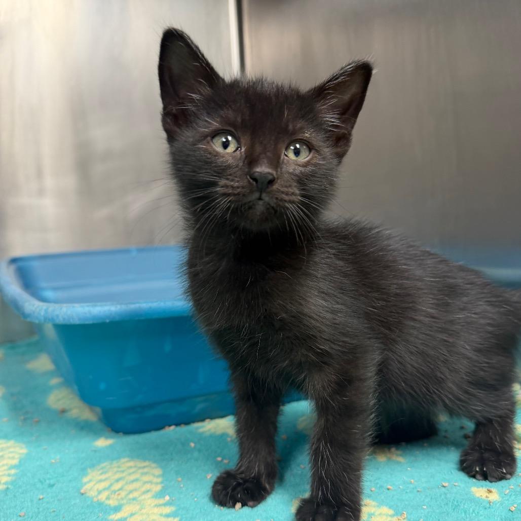 Wanda, a Adoptable Domestic Short Hair in Bryan, TX image 3/4