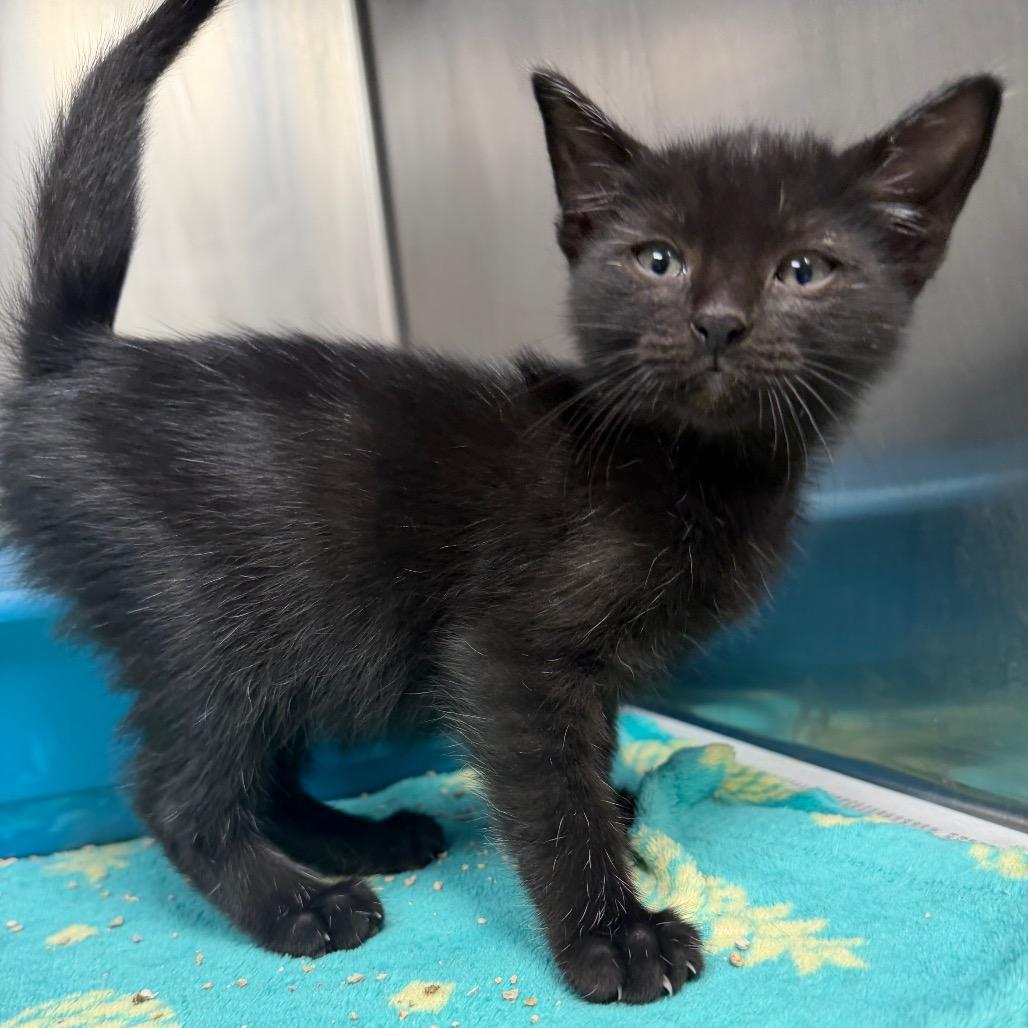 Wanda, a Adoptable Domestic Short Hair in Bryan, TX image 4/4